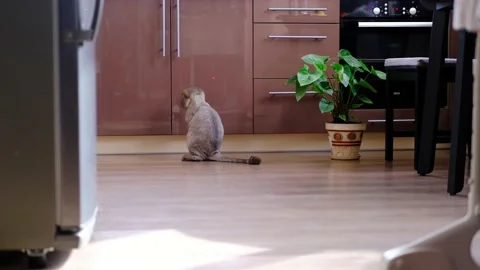 A beautiful gray cat runs the kitchen Stock Footage 157941419