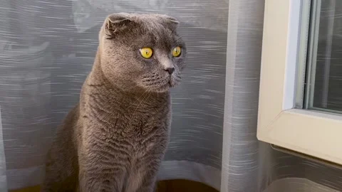 A beautiful gray cat of the Scottish Fold breed near the white bars Stock Footage 162252310