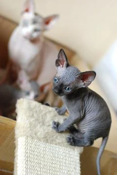 Beautiful gray cat sphinx playing at home, bald cat Stock Photos