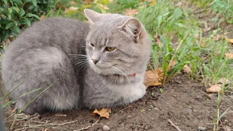 A beautiful gray cat is warming himself with his paws folded. Stock Footage 319097295