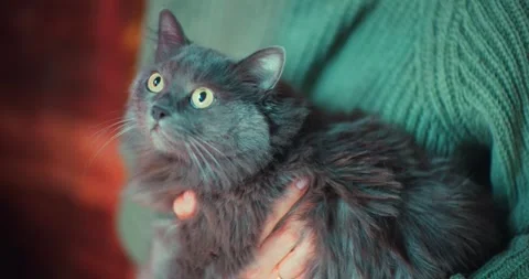Beautiful gray fluffy cat in the hands of the hostess. Homeless animals, a Stock Footage 246782181