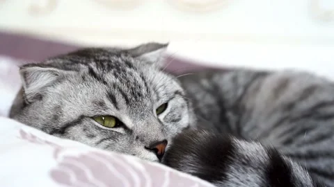 Beautiful gray fluffy cat sleeping on the couch. Selective focus. Stock Footage 152762433