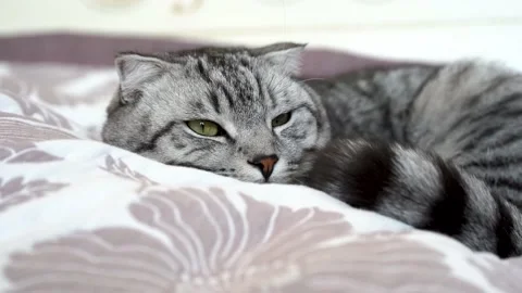 Beautiful gray fluffy cat sleeping on the couch. Selective focus. Stock Footage 152762669