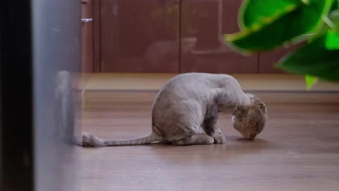 A beautiful gray fold cat sits on the floor and licks itself. Stock Footage 153139364