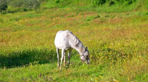 Beautiful gray horse eats a grass on a summer meadow Stock Footage 43199880
