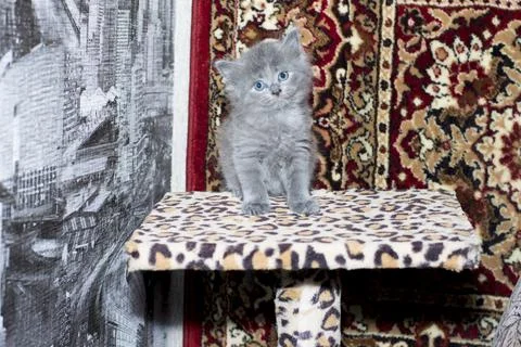 Beautiful gray kitten on a scratching post Stock Photos