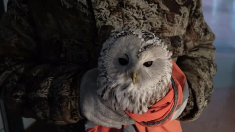 A beautiful gray owl is held in the hands of an animal activist. Stock Footage 147509873