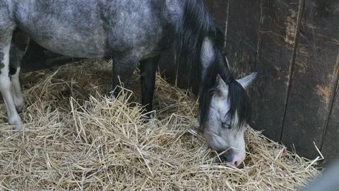 Beautiful gray pony in a stable Stock Footage 95202504
