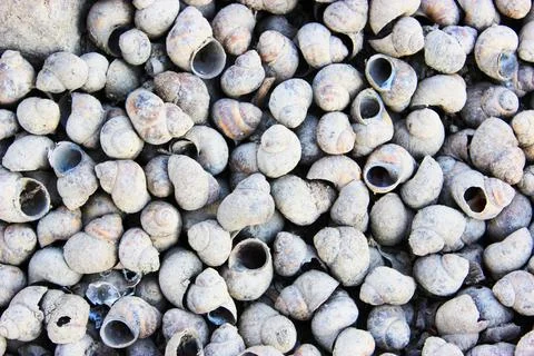 Beautiful gray seashell on the beach close up Small seashells as background Stock Photos