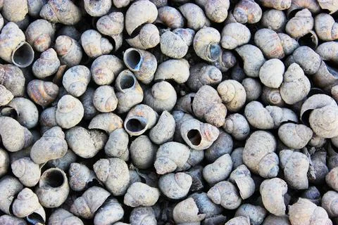 Beautiful gray seashell on the beach close up Small seashells as background Stock Photos
