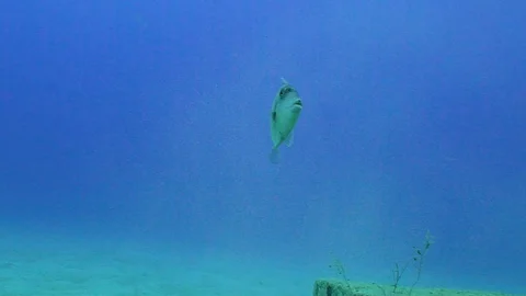 Beautiful Gray Trigger Fish Stock Footage 124006067