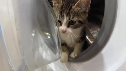 Beautiful gray-white cat sitting in the washing machine Stock Footage 286371641