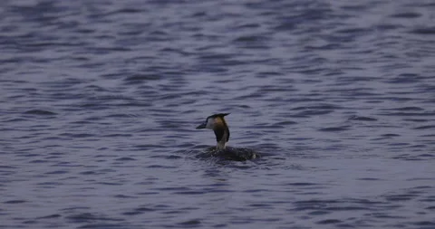 Beautiful great crested grebe, 4K slomo Stock Footage 222131745