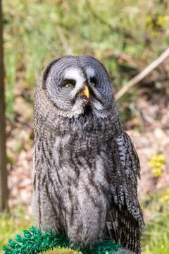 The beautiful great grey owl posing and facing Stock Photos