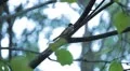 Beautiful Great Tit, Parus Major in Nature, Forest, Landscape HD Footage