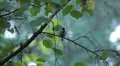 Beautiful Great Tit, Parus Major in Nature, Forest, Landscape HD Footage