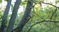 Beautiful Great Tit, Parus Major in Nature, Forest, Landscape HD Footage