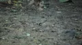 Beautiful Great Tit, Parus Major in Nature, Forest, Landscape HD Footage
