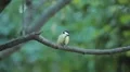 Beautiful Great Tit, Parus Major in Nature, Forest, Landscape HD Footage