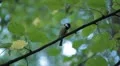 Beautiful Great Tit, Parus Major in Nature, Forest, Landscape HD Footage