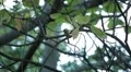 Beautiful Great Tit, Parus Major in Nature, Forest, Landscape HD Footage