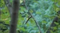 Beautiful Great Tit, Parus Major in Nature, Forest, Landscape HD Footage