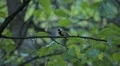 Beautiful Great Tit, Parus Major in Nature, Forest, Landscape HD Footage