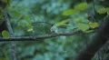 Beautiful Great Tit, Parus Major in Nature, Forest, Landscape HD Footage
