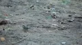 Beautiful Great Tit, Parus Major in Nature, Forest, Landscape HD Footage
