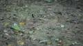 Beautiful Great Tit, Parus Major in Nature, Forest, Landscape HD Footage