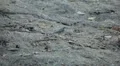 Beautiful Great Tit, Parus Major in Nature, Forest, Landscape HD Footage