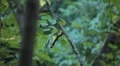 Beautiful Great Tit, Parus Major in Nature, Forest, Landscape HD Footage