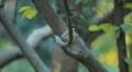 Beautiful Great Tit, Parus Major in Nature, Forest, Landscape HD Footage