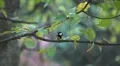 Beautiful Great Tit, Parus Major in Nature, Forest, Landscape HD Footage