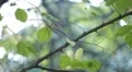 Beautiful Great Tit, Parus Major in Nature, Forest, Landscape HD Footage