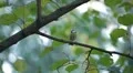 Beautiful Great Tit, Parus Major in Nature, Forest, Landscape HD Footage