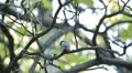 Beautiful Great Tit, Parus Major in Nature, Forest, Landscape HD Footage