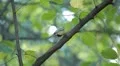 Beautiful Great Tit, Parus Major in Nature, Forest, Landscape HD Footage