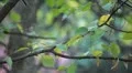 Beautiful Great Tit, Parus Major in Nature, Forest, Landscape HD Footage