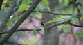 Beautiful Great Tit, Parus Major in Nature, Forest, Landscape HD Footage
