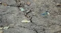 Beautiful Great Tit, Parus Major in Nature, Forest, Landscape HD Footage