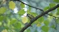 Beautiful Great Tit, Parus Major in Nature, Forest, Landscape HD Footage