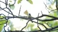 Beautiful Great Tit, Parus Major in Nature, Forest, Landscape HD Footage