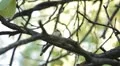 Beautiful Great Tit, Parus Major in Nature, Forest, Landscape HD Footage