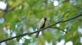 Beautiful Great Tit, Parus Major in Nature, Forest, Landscape HD Footage