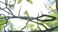 Beautiful Great Tit, Parus Major in Nature, Forest, Landscape HD Footage
