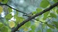 Beautiful Great Tit, Parus Major in Nature, Forest, Landscape HD Footage