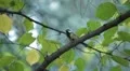 Beautiful Great Tit, Parus Major in Nature, Forest, Landscape HD Footage