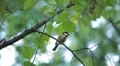 Beautiful Great Tit, Parus Major in Nature, Forest, Landscape HD Footage
