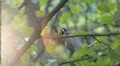 Beautiful Great Tit, Parus Major in Nature, Forest, Landscape HD Footage